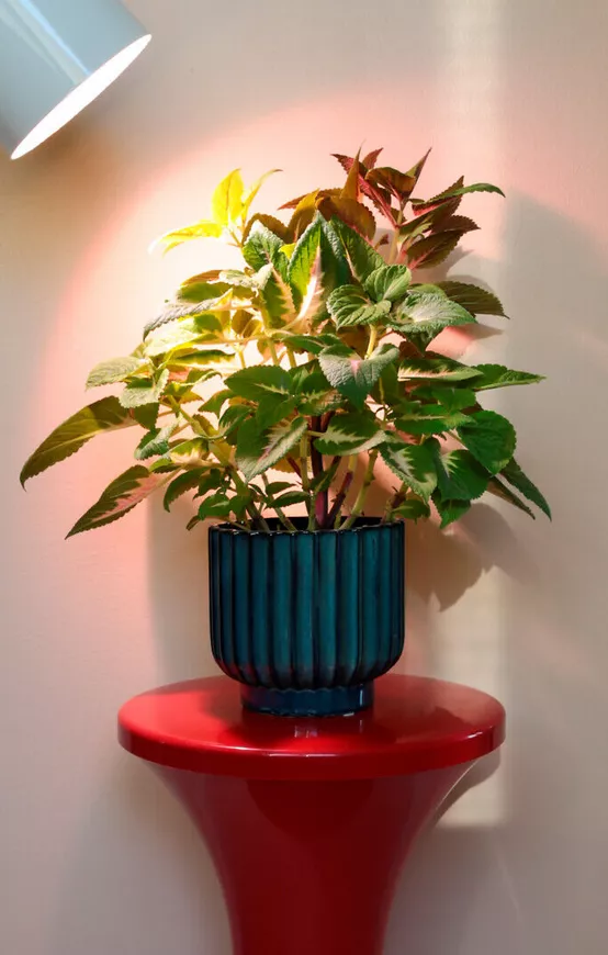 Airam Led Kasvilamppu 9,5W E27 - LED-polttimot - 6435200231246 - 1